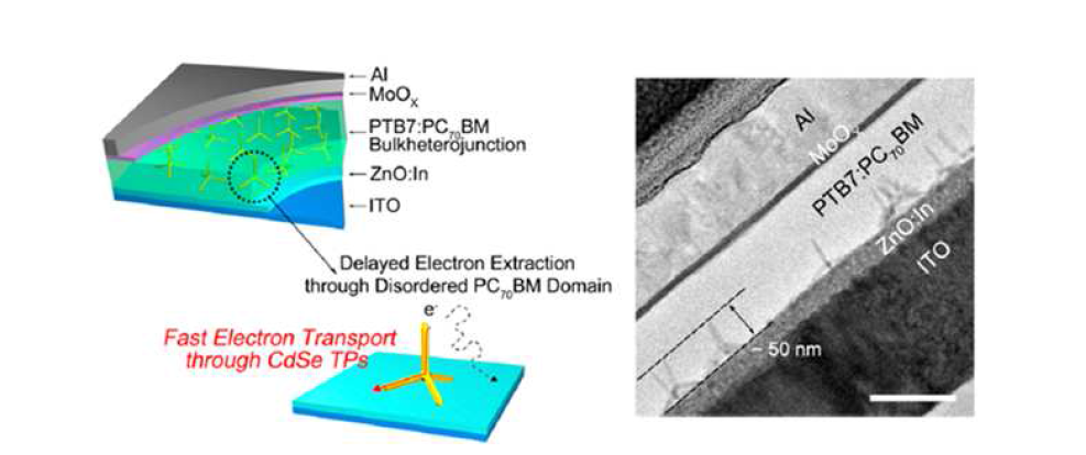 CdSe TP구조가 도입된 고분자 태양전지의 모식도 및 단면 TEM 사진
