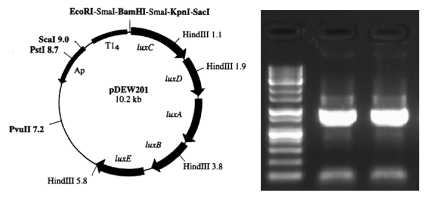 발광 유전자를 포함하는 클로닝 벡터 pDEW201(왼쪽)과 삽인된 프로모터의 확인 PCR(오른쪽)