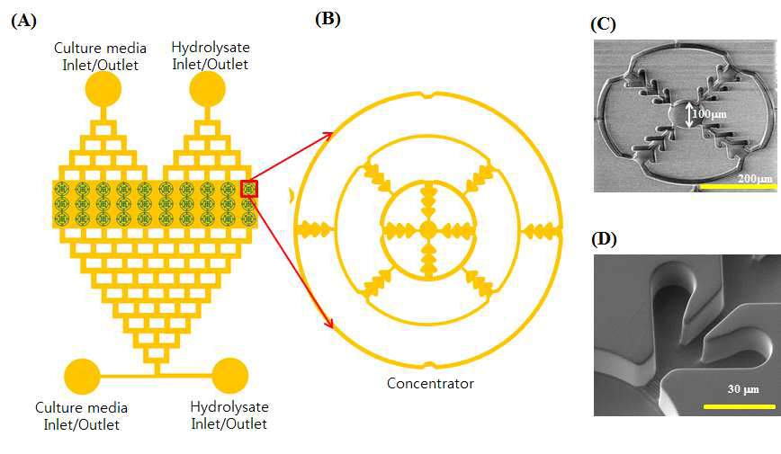 계층식 확산 혹은 축소 구조의 마이크로채널을 이용하여 정확한 비율로 세포 배양액과 hydrolysate의 혼합이 가능한 미세유체장치