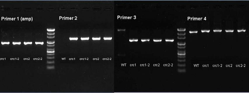 A. baylyi ADP1의 crc mutant 확인 PCR