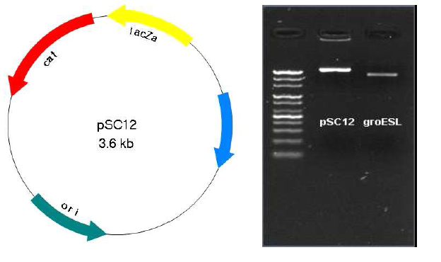 shuttle vector pSC12의 지도(왼쪽)와 groESL 유전자의 PCR 결과(오른쪽)