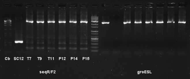 셔틀벡터 pSC12 에 groESL 유전자를 클로닝 후, PCR 확인.