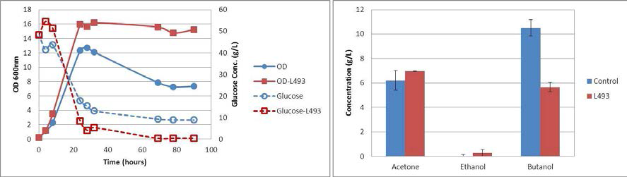 Resin Optipore L-493을 포함한 배지 내에서의 C. beijerinckii 균주의 성장과 glucose 소모량 (왼쪽)과 ABE 생산량 (오른쪽)