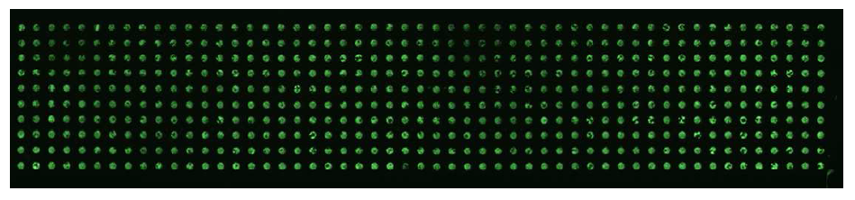 병렬처리가 가능한 연속배양형 μL scale 반응기의 실제 미생물 배양사진