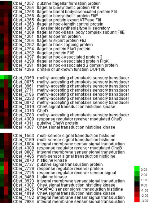 C. beijerinckii NCIMB가 ferulic acid에 노출된 후 Motility에 관련된 유전자의 발현 변화 (Flagellar assembly, Two-component system, chemotaxis)