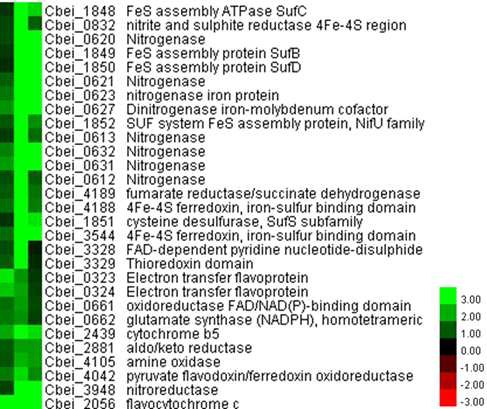 C. beijerinckii NCIMB가 ferulic acid에 노출된 후 Nitrogenase activity 관련 유전자의 발현 변화