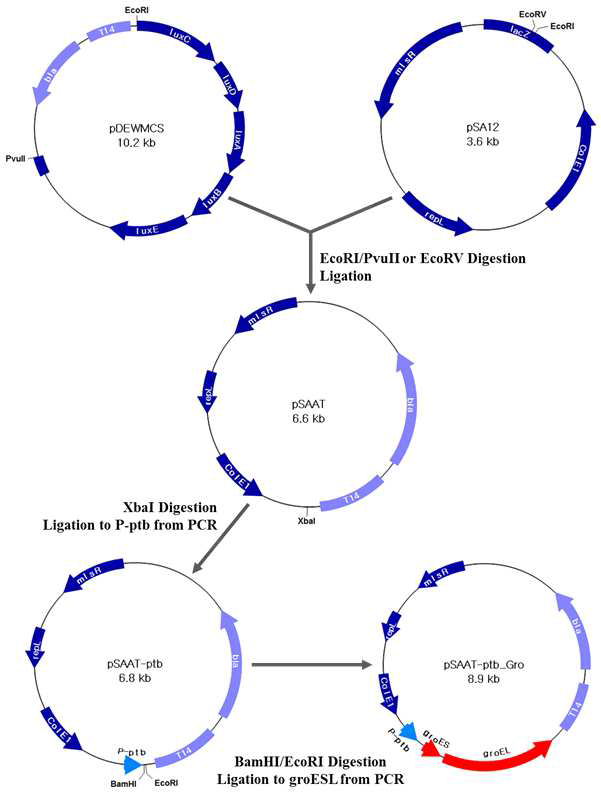 E. coli-Clostridium shuttle vecotr (pSAAT-ptb)와 groE 오페론 과발현 플라즈미드 (pSAAT-ptb_Gro) 의 제작