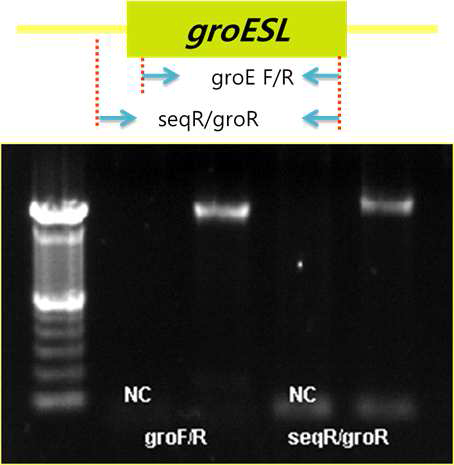 PCR 반응에 의한 pSAAT-ptb 플라즈미드 내 groE 오페론 유전자의 삽입 확인