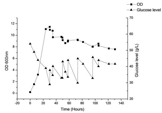In-situ stimulated absorption system을 적용한 fed-batch의 growth curve와 glucose 사용량 추이 그래프