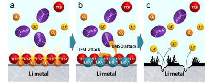 산소가 용해된 1.15M LiTFSI/DMSO 전해질 내에서 리튬 금속의 부식 메커니즘