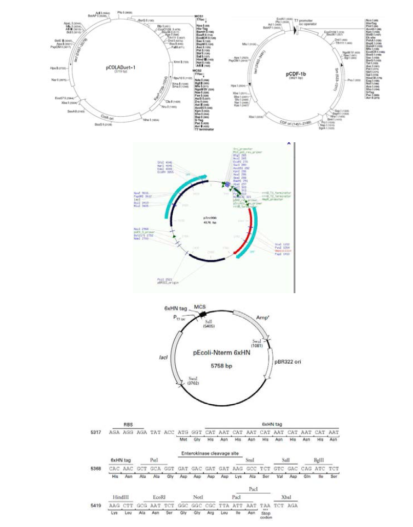 선별된 E. coli 발현 벡터