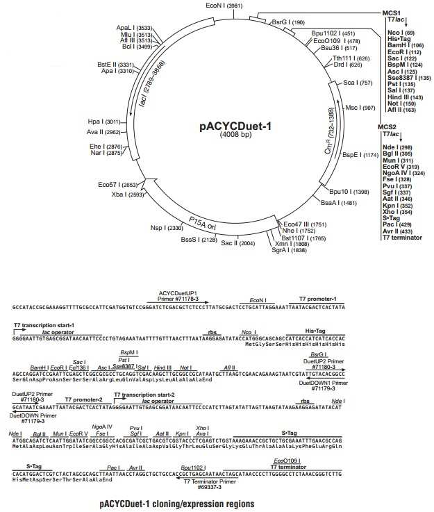 pACYCDuet-1 발현벡터