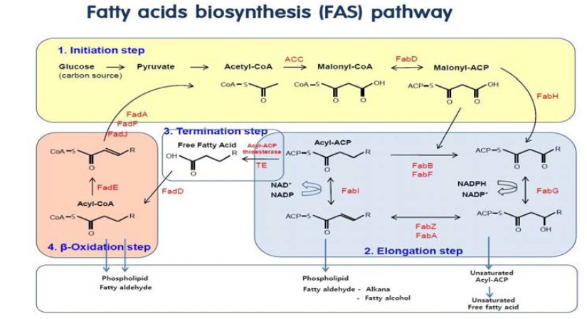 β-Oxidation을 포함한 지방산 생합성 과정