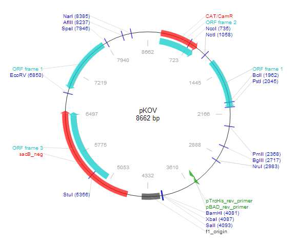 pKOV gene replacement vector