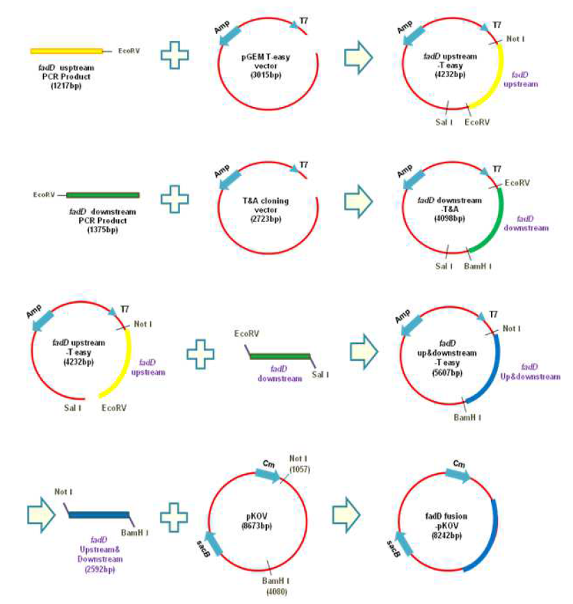 fadD fusion-pKOV 제작과정