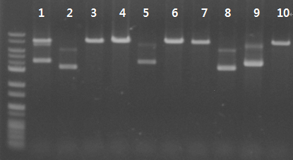 fadD fusion-pKOV BamHⅠ one-cut 전기영동 결과