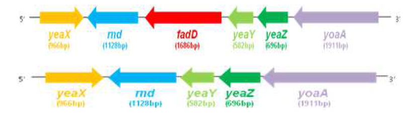 최종 선별과정을 후 존재하는 2가지 종류의 E . coli BL21(DE3) genomic DNA