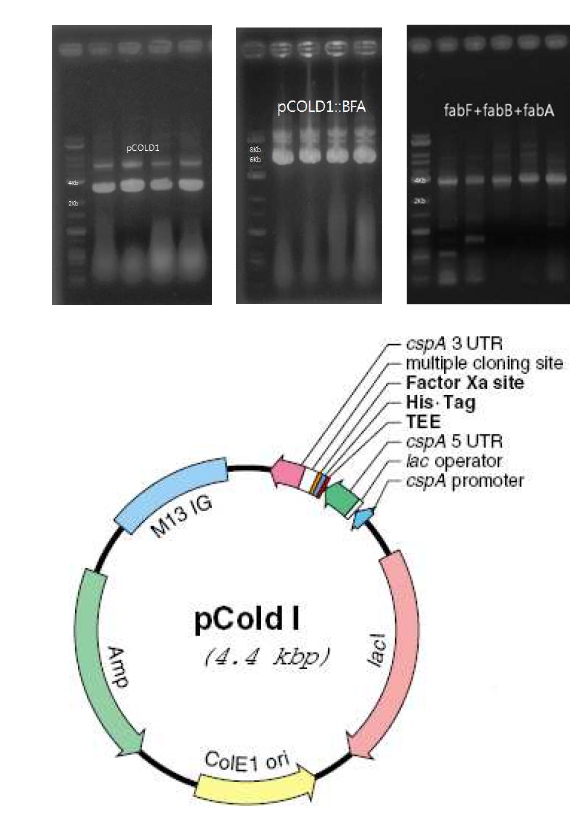 pCOLD1 플라스미드 맵과 유전자 확 인