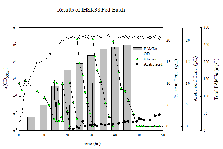 IHSK38 균주의 고농도 배양 결과