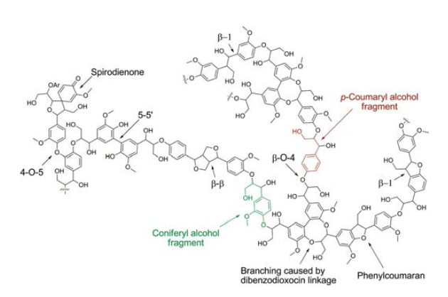 Soft wood lignin의 결합 구조