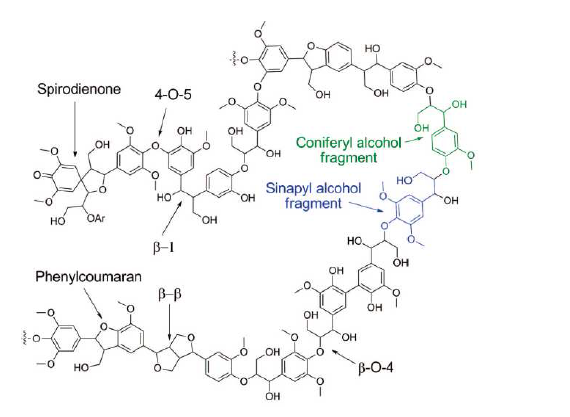 Hard wood lignin의 결합구조