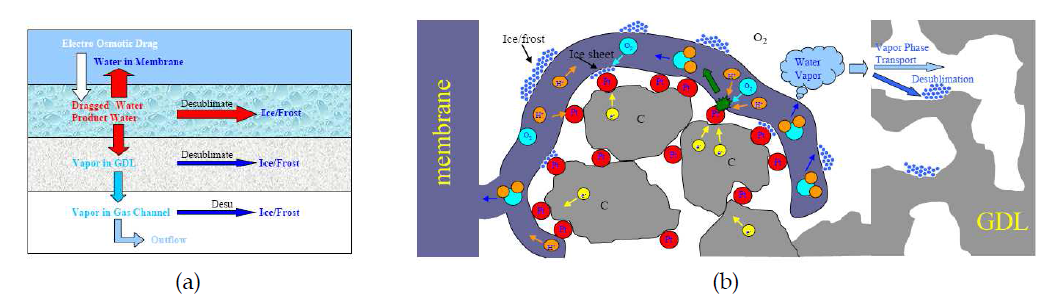 (a) 저온시동 시 물 전달 메커니즘, (b) 촉매층 내부의 결빙현상 및 GDL 내부 승화현상