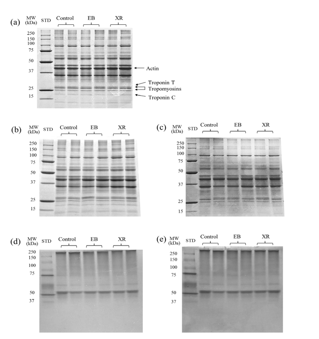 Changes in SDS-PAGE pattern of protein extracted from Semimembranosus muscle