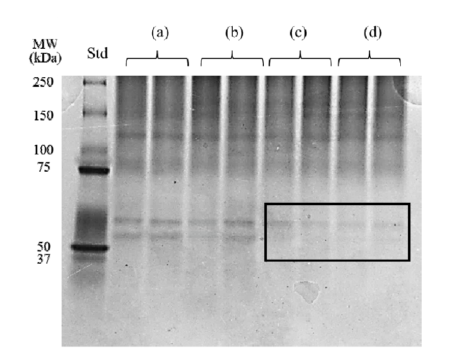 Changes in SDS-PAGE pattern of protein extracted from pork