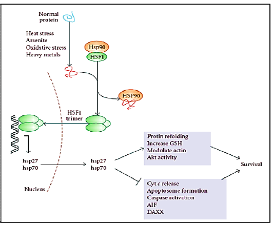 HSF1에 의한 세포사 조절 기전