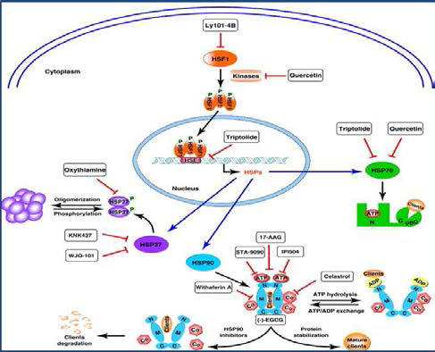 HSP를 타겟으로 한 암치료제 개발 현 황