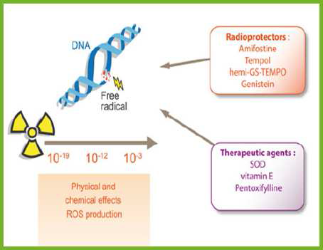 방사선 손상 정도에 따른 현재 방어제 및 부작용치료제