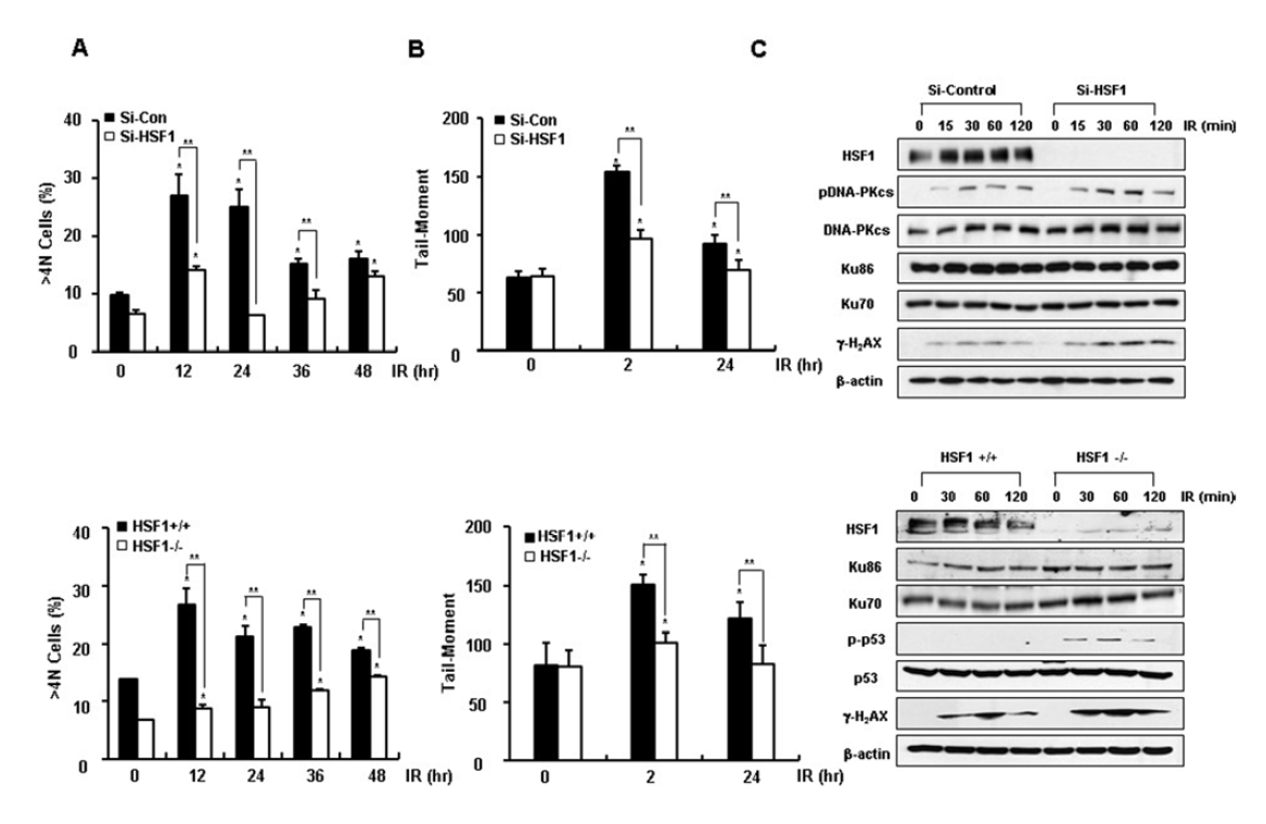 HSF1 부족은 방사선에 의한 DNA damage response를 증가시킴