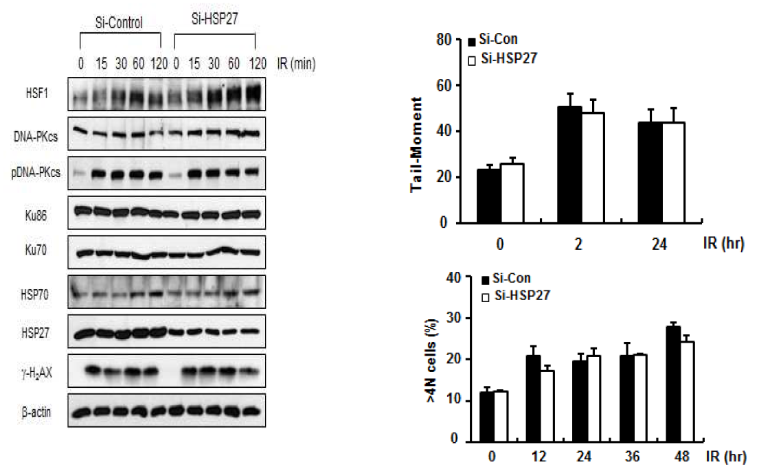 HSP27 단백은 방사선에 의한 DNA damage response에 관여안함