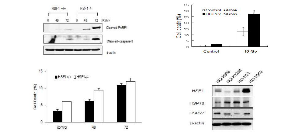 HSF1 및 HSP27 단백은 방사선에 의한 세포사를 억제
