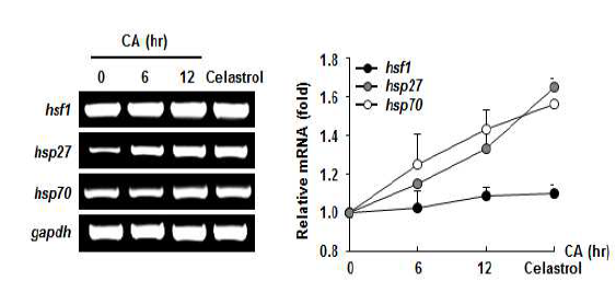 CA 3 uM의 농도를 6시간 및 12시간 L132 세포 에 처리하고 세포에서 mRNA를 분리하여 RT-PCR방법으 로 hsf1, hsp27 및 hsp70의 mRNA를 확인함(좌). 밴드의 강도를 정량화한 그림(우) Celastrol을 Positive control로 사용함