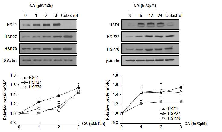 CA의 농도별 시간별 L132 세포에 처리하고 세포 에서 단백질을 분리하여 Western blotting으로 HSF1, HSP27 및 HSP70의 단백질 발현을 확인함(우). 밴드의 강도 를 정량화한 그림(아래) Celastrol을 Positive control로 사용 함