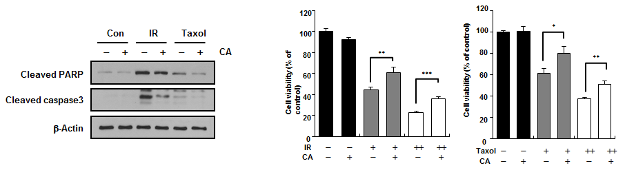 방사선 및 Taxol에 의한 세포손상에 대한 CA의 세포보호효과.