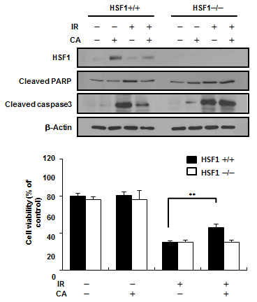 HSF1+/+ 및 HSF1-/- MEF cells에 방사선(IR, 5 or 10 Gy) 를 처리하기 1시간 전에 CA(3 uM)를 처리하였음