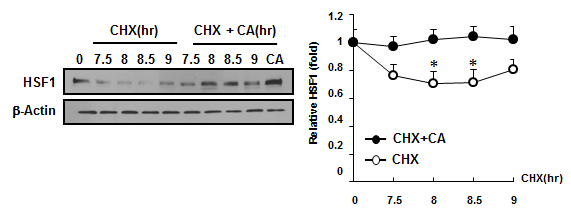 L132 세포에 cycloheximide(CHX, 10 ug/ml)를 3 uM CA와 함께 처리한 후 Western blotting으로 단백질 발현 수준을 비교함. *p<0.05 vs control cells