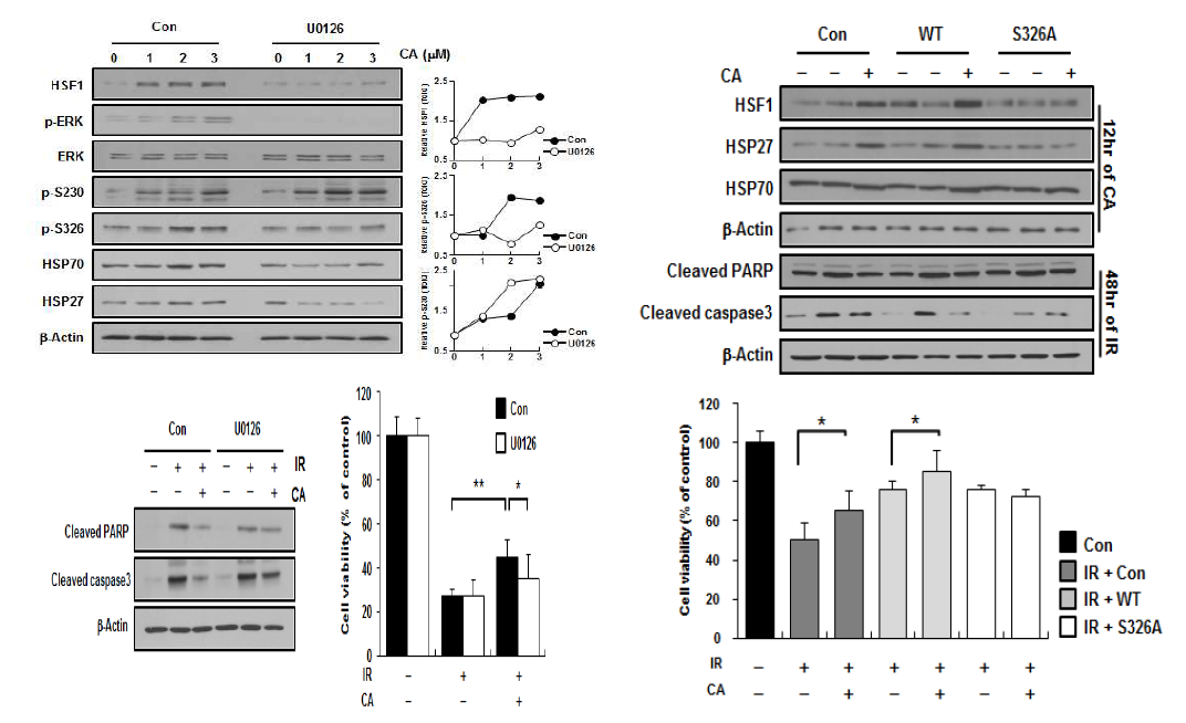 L132세포에 1, 2, 3 uM의 CA를 U0126(10 uM) 전처리한 후 처리하고 12시간 후(좌위) 또는 48 시간 후(좌아래)에 Western blotting 또는 MTT assay를 실시함.