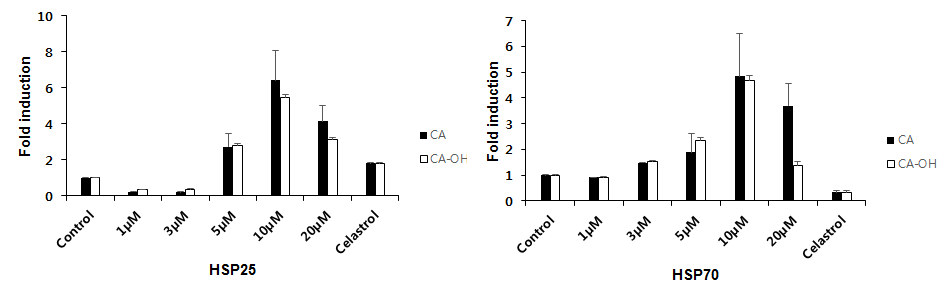 CA 또는 CA-OH 농도별 HSP25(좌) 및 HSP70(우) Promoter activity.