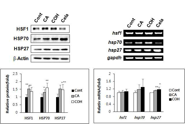 CA 및 CA-OH 동량(3 uM)에서 HSF1, HSP27 및 HSP70의 발현을 L132 lung epithelial cell에서 12시간 처리 후 Western blotting(좌) 및 RT-PCR(우)으로 확인하였음.