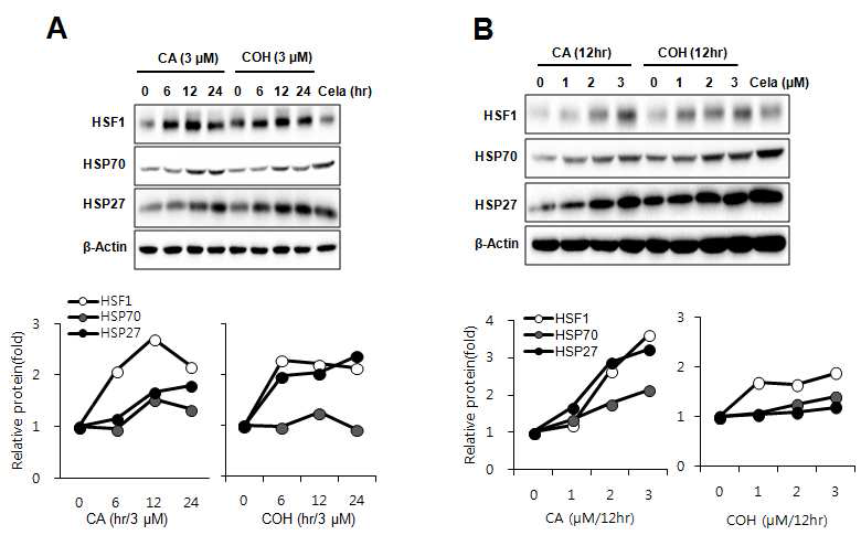 CA-OH 및 CA의 Time 및 Dose 의존적 HSF1 활성화능.