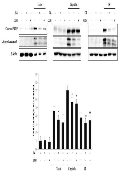 MTT assay에 의한 방사선과 CA(3 uM) 또는 CA-OH(3 uM) 병용처리에 의한 정상 L132 lung epithelial cells의 방사선(10 Gy) 조사 24시간 후의 세포손상 저해효과(A, 좌). 항암제인 Taxol(0.5 uM)과 병용처리 24시간 후 의 세포보호효과(B, 우)