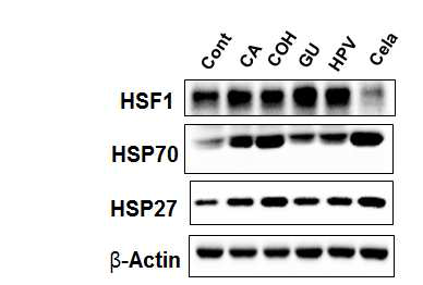 CA, CA-OH, GU 및 HPV 동량(10 uM)에서 HSF1, HSP27 및 HSP70의 발현을 L132 lung epithelial cell에 서 12시간 처리 후 Western blotting으로 확인하였음. Positive control로 동량의 Celastrol을 사용하였음.