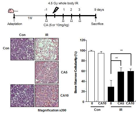 4.5Gy의 방사선을 마우스 전신조사한 후 CA(5 or 10 mg/kg)을 방사선 조사 전 1회 및 조사 후 3회 를 복강내 주사함(위). 방사선 조사 9일에 부검하여 H&E staining(아래좌) 하여 골수의 치밀도(아래우)를 측 정함.