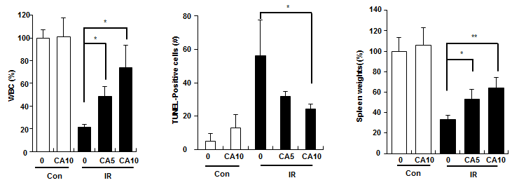 4.5 Gy의 방사선을 마우스 전신조사한 후 CA(5 or 10 mg/kg)을 방사선 조사 전 1회 및 조사 후 3회를 복강내 주사하고 방사선 조사 9일에 부검하여 혈액을 채취하여 WBC 수를 측정하였고(좌) 골수조 직을 대상으로 TUNEL assay(중간)를 시행했을 뿐 아니라 상대적인 비장의 무게를 측정함(우).
