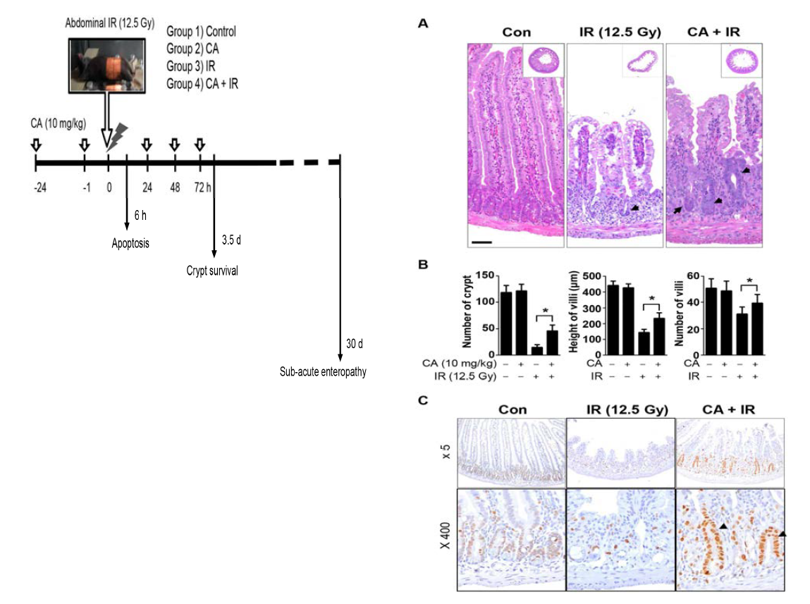 방사선 장염모델에서의 CA 효능