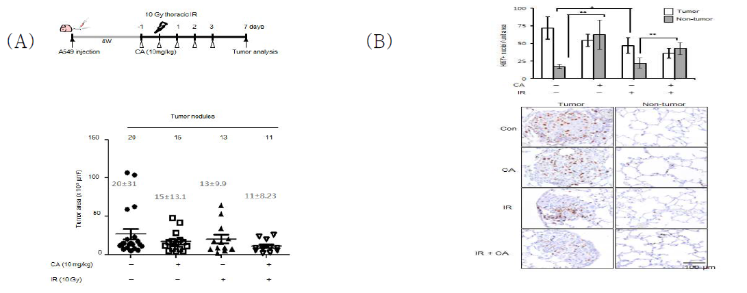 A549 인체 폐암세포를 nude mouse에 정맥주사한 후 4주후에 CA(4회 복강내 주사, 10 mg/kg) 및 방사선(가슴부분, 10 Gy)을 병용투여함.
