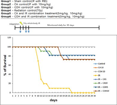방사선 7Gy를 전신조사하고 CA 또는 COH(5 and 10 mg/kg)를 방사선 조사 전 1번 및 조사 후 3회를 복강내 주사한 후 생존율을 측정함. 군당 10마리의 마우스